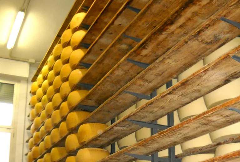 Aging room with rows of cheese wheels on wooden racks