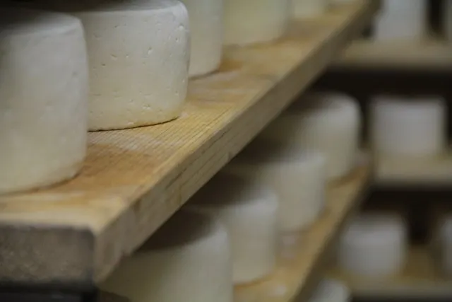 Cheese wheels resting on wooden aging shelves