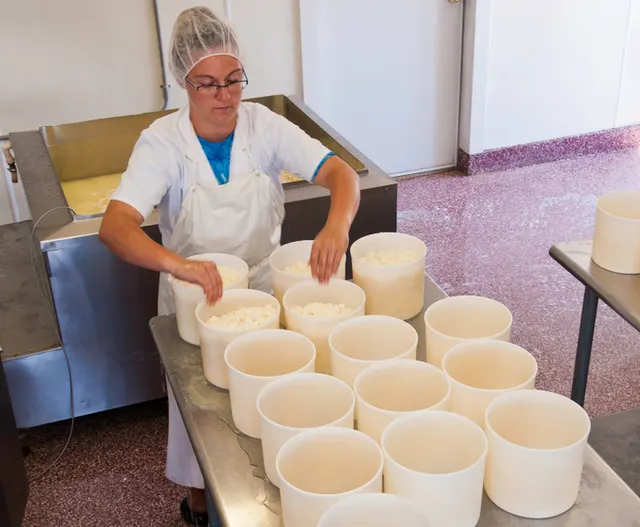 Cheesemaker filling molds with fresh curd